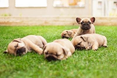 little sleeping French bulldog puppies lying on a beautiful green grass
