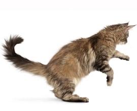 Εικόνα γάτας