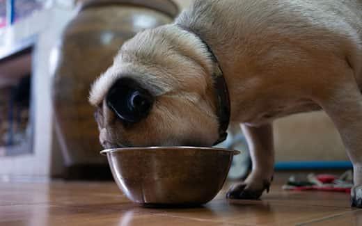 blonde-pug-with-head-buried-in-food-bowl-SW Ξανθό παγκ με το πρόσωπο θαμμένο σε ένα μεταλλικό μπολ φαγητού.