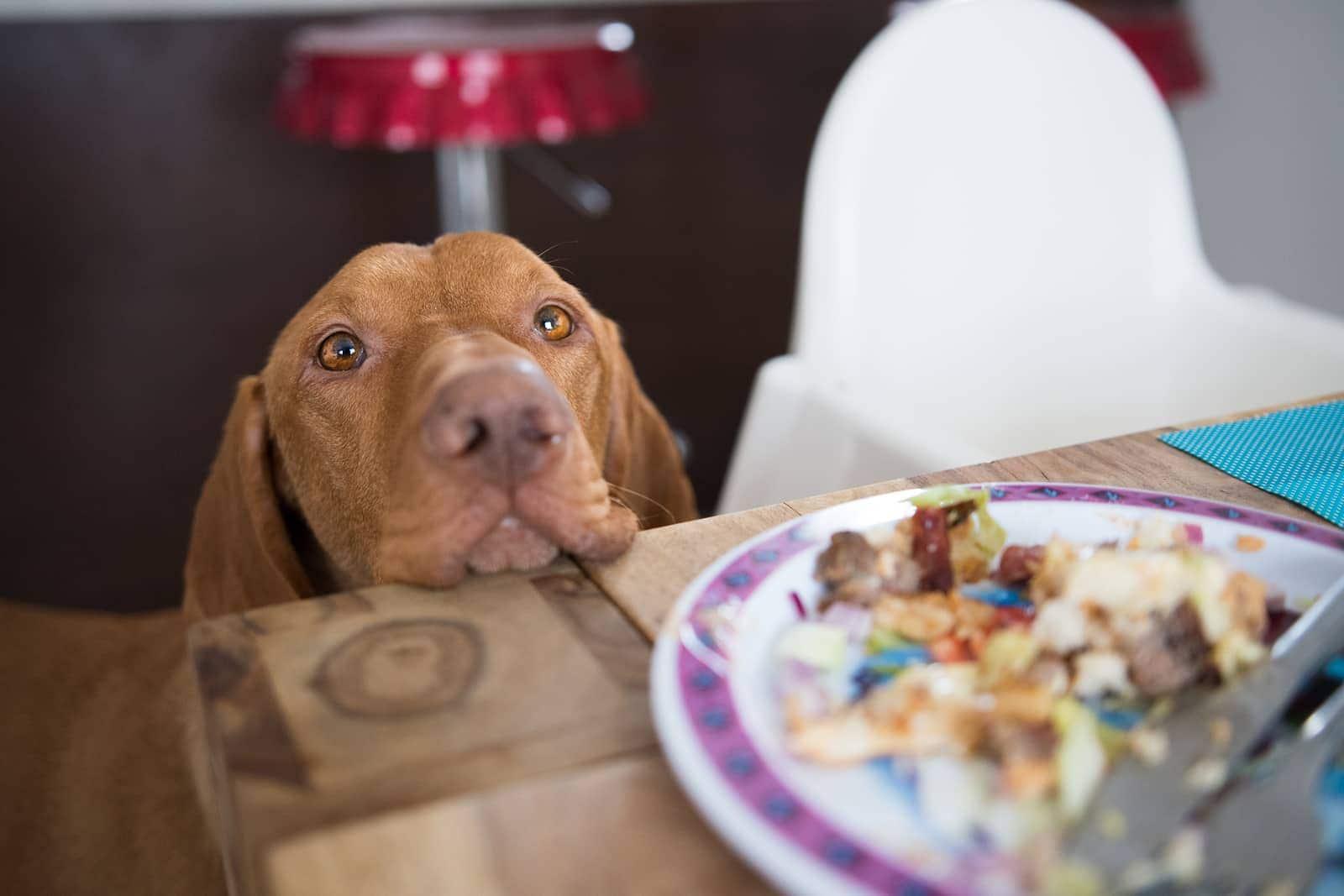 brown-dog-begging-at-dinner-table-SW Σκύλος ακουμπάει το κεφάλι του στο τραπέζι κοιτώντας ικετευτικά το φαγητό.