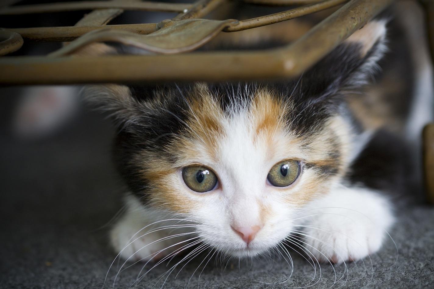 calico-kitten-hiding-under-chair Μικρό γατάκι κάλικο κάτω από μια ψάθινη καρέκλα.