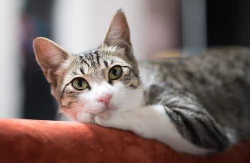 cat-lying-on-arm-of-couch-SW γάτα σε στιγμή χαλάρωσης στην πλάτη του καναπέ