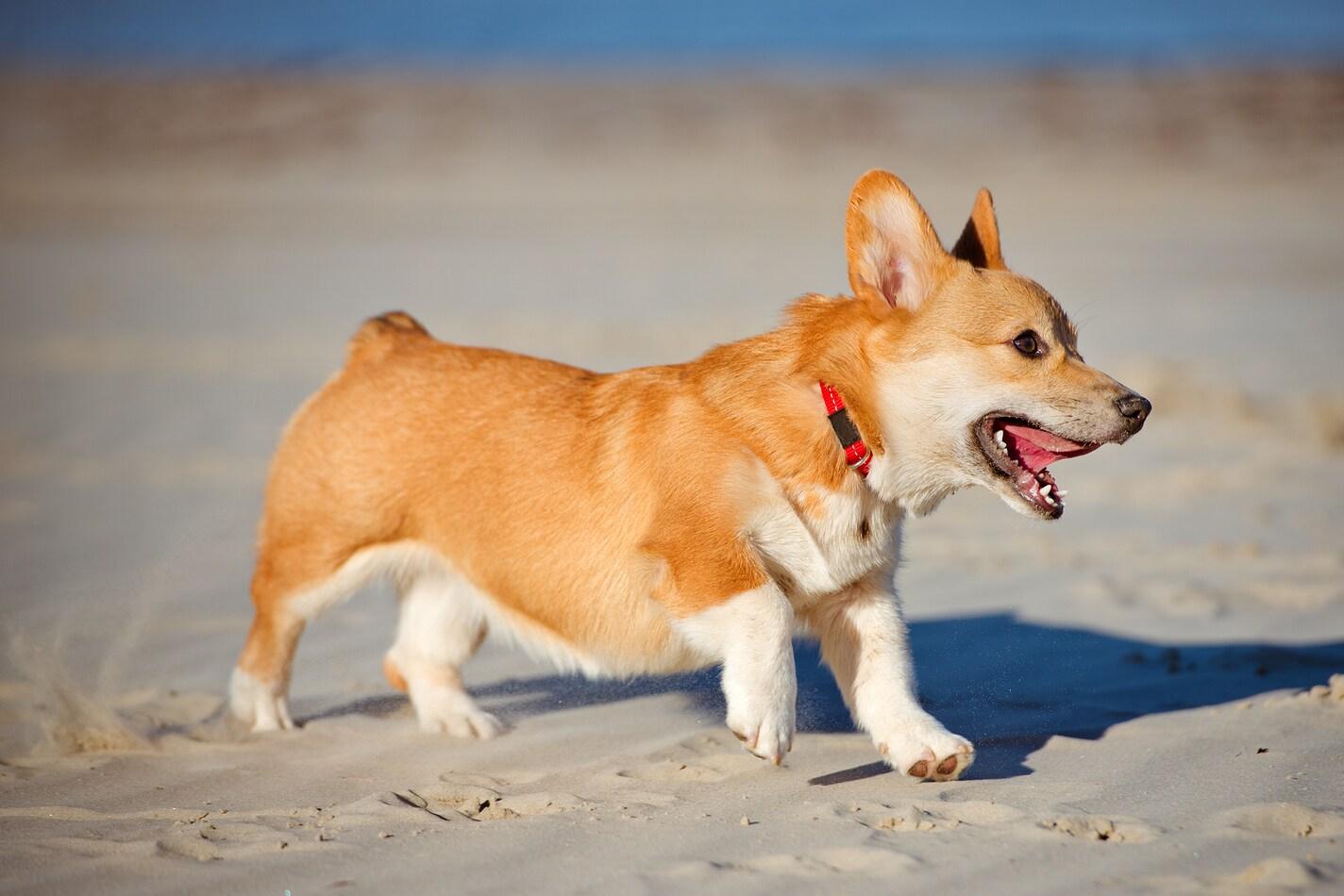 corgi-puppy-running-on-beach Ουαλικό κόργκι κουτάβι στην παραλία