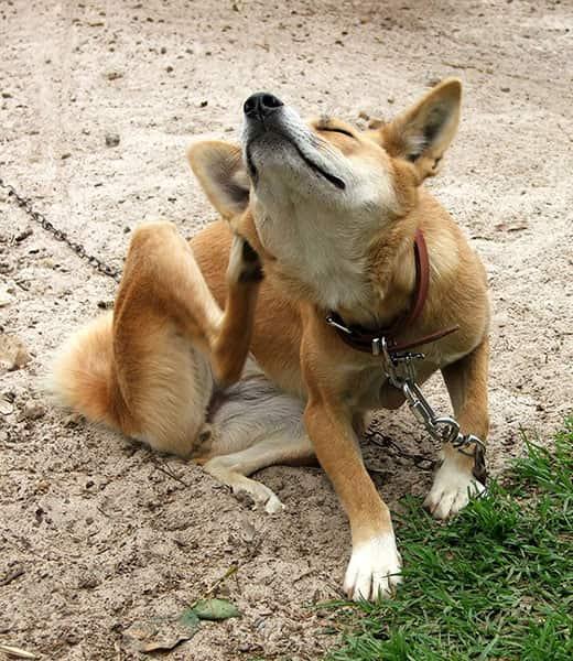 Πορτοκαλί σκύλος με λουρί κάθεται και ξύνεται σε εξωτερικό περιβάλλον. Πορτοκαλί σκύλος με λουρί κάθεται και ξύνεται σε εξωτερικό περιβάλλον.