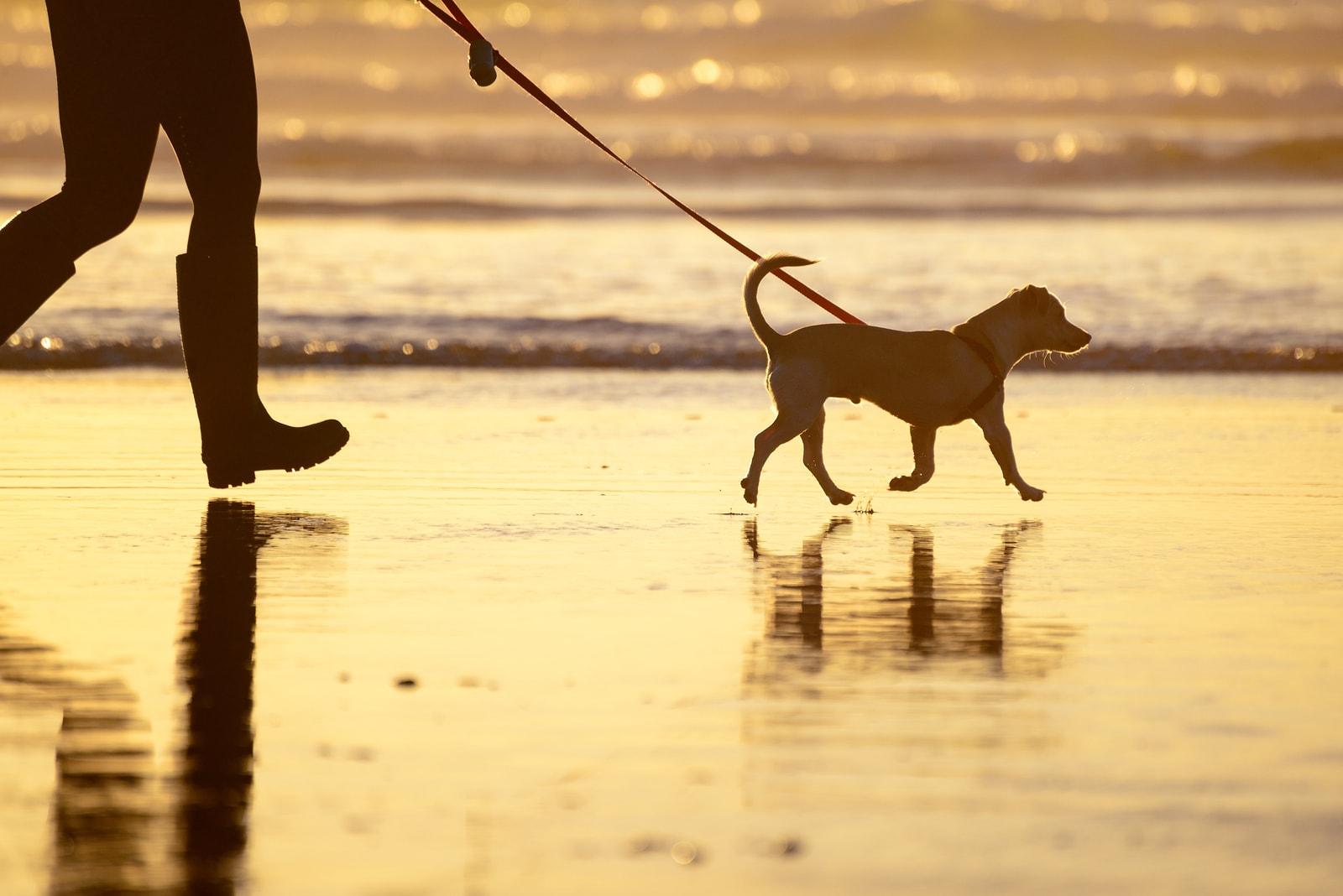 Dog walking on the beach at sunset with owner in tow.