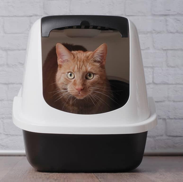 Λευκή γάτα με μπλε κολάρο χασμουριέται.