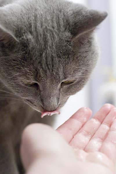 Gray cat licking something off human hand.