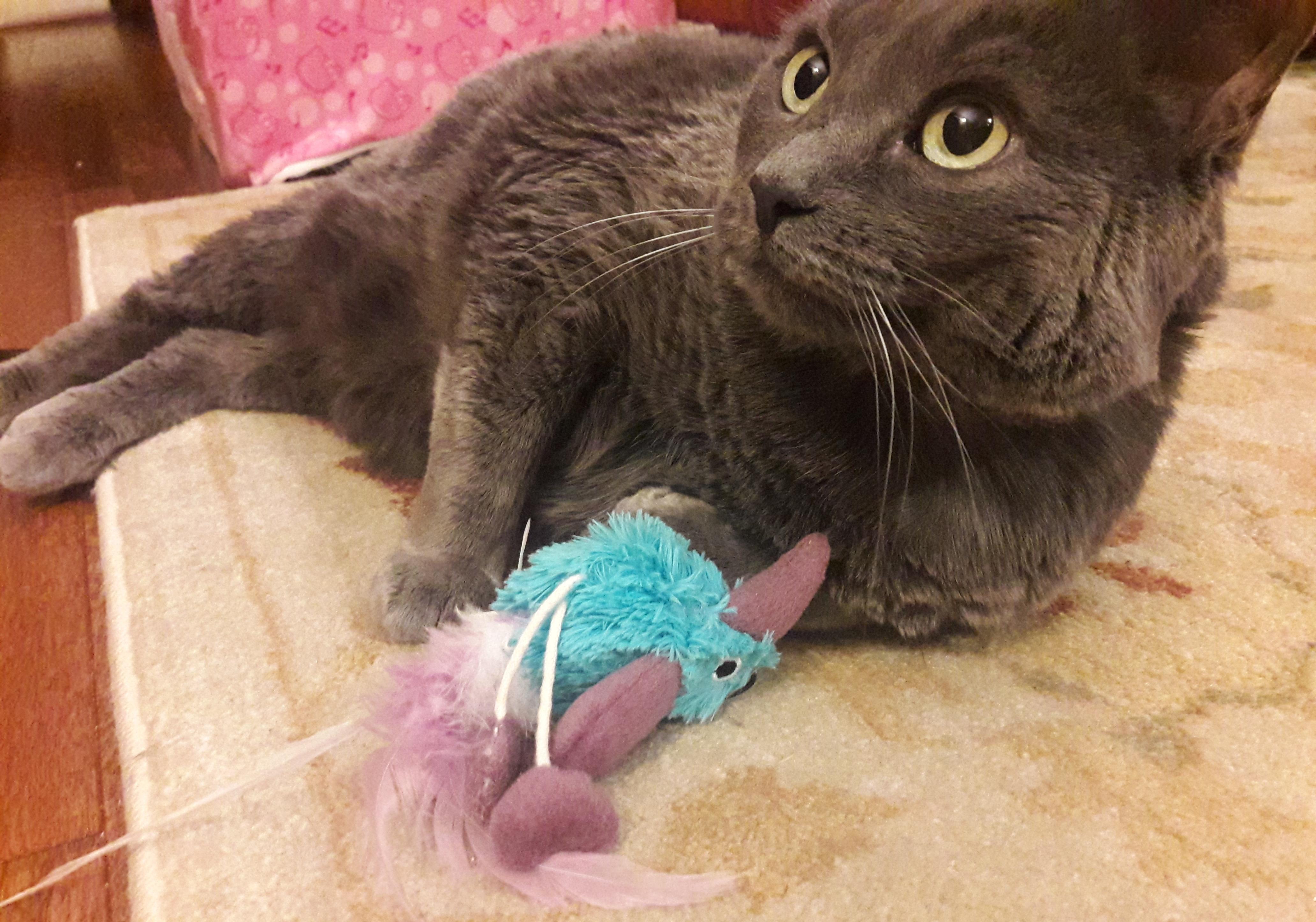 gray-cat-playing-with-toy-bird γκρι γάτα παίζει με ένα μπλε παιχνίδι
