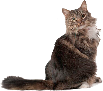 Γάτα και τριχόμπαλα