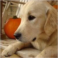 Εικόνα σκύλου