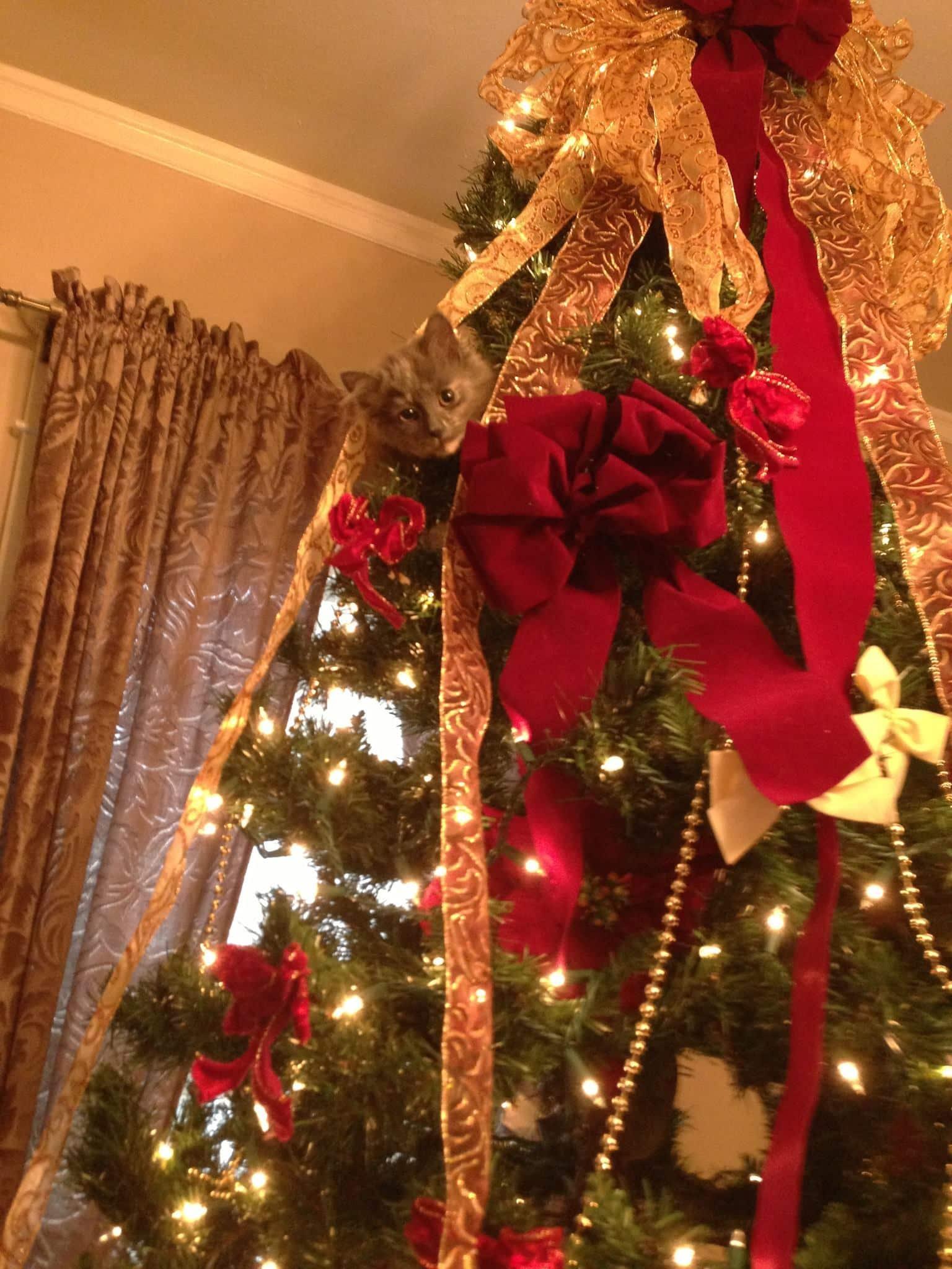 Spice climbing the Christmas tree.