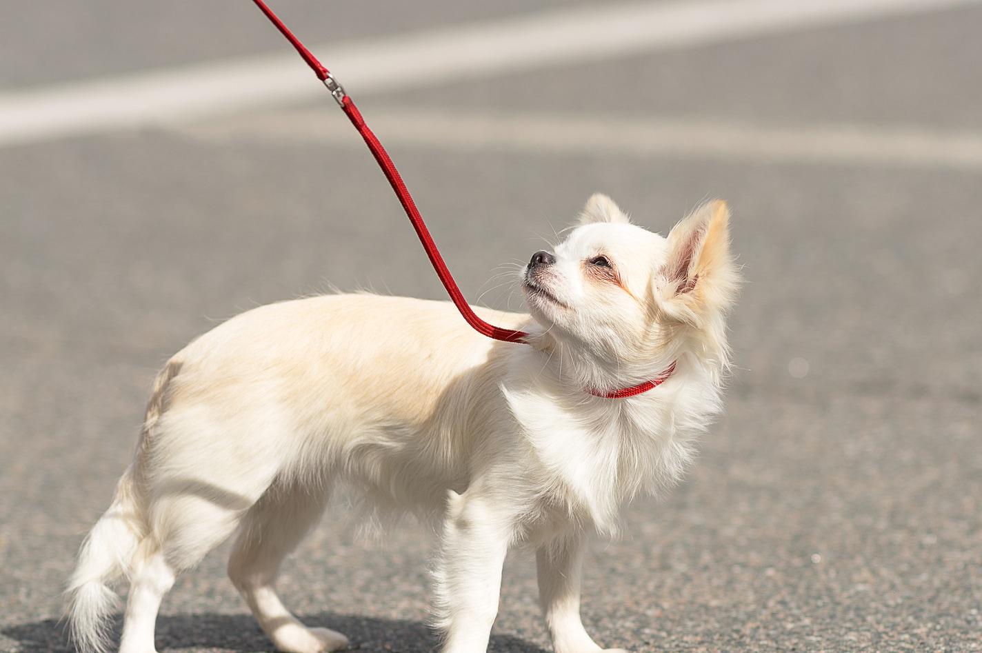 long-haired-chihuahua-on-leash Σκύλος τσιουάουα με μακρύ τρίχωμα που κάθεται κάτω από τον ήλιο δεμένος με λουρί.
