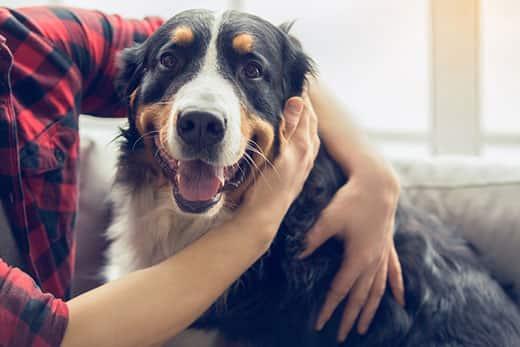 Young man in plaid shirt rubbing the ear of a smiling Bernese mountain dog.