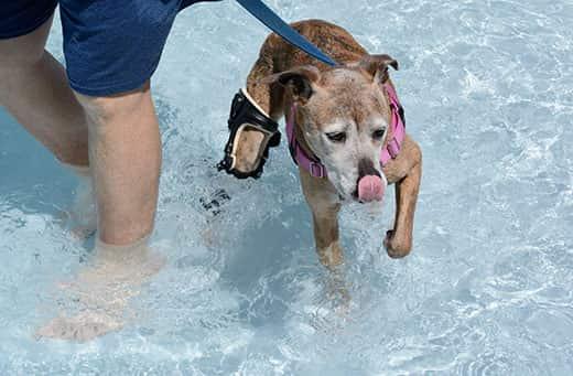 senior-dog-rehabing-in-pool Ηλικιωμένο ημίαιμο μπόξερ κολυμπάει στην πισίνα φορώντας ορθωτικό νάρθηκα.
