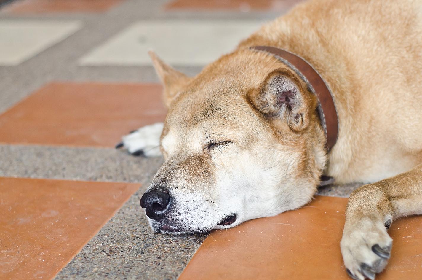 shiba-inu-sleeping-on-floor Σκύλος φυλής Σίμπα Ίνου παίρνει έναν υπνάκο πάνω σε πορτοκαλί και γκρι δάπεδο με πλακάκια
