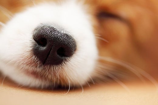 Close of up the nose of a sleeping brown corgi puppy.