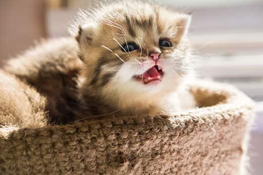 Μικρό γατάκι, μέσα σε καλάθι, νιαουρίζει.