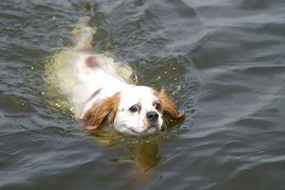Swimming King Charles Spaniel White spaniel dog swimming in lake water.