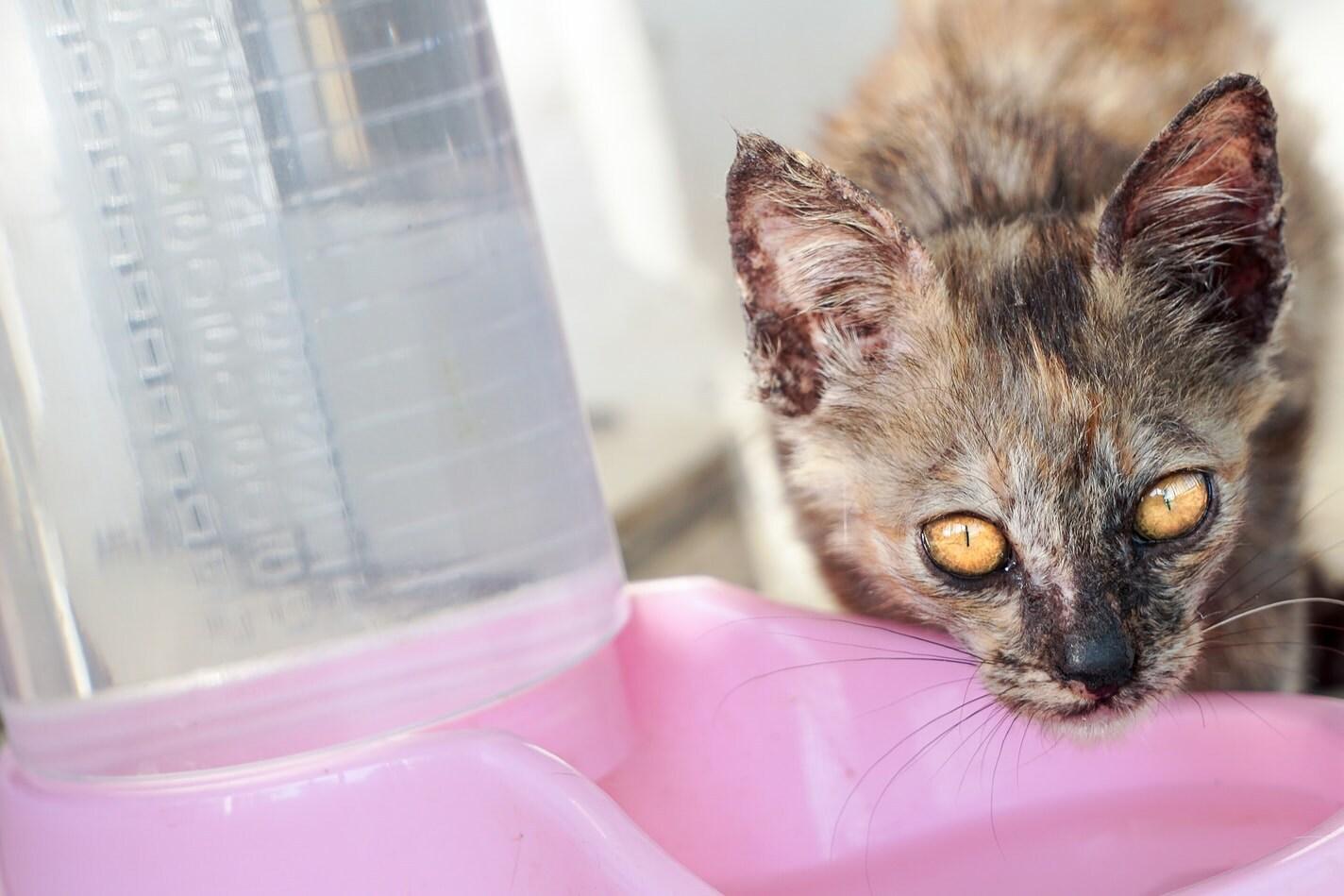 Γάτα πίνει από ένα ροζ μπολ με νερό
