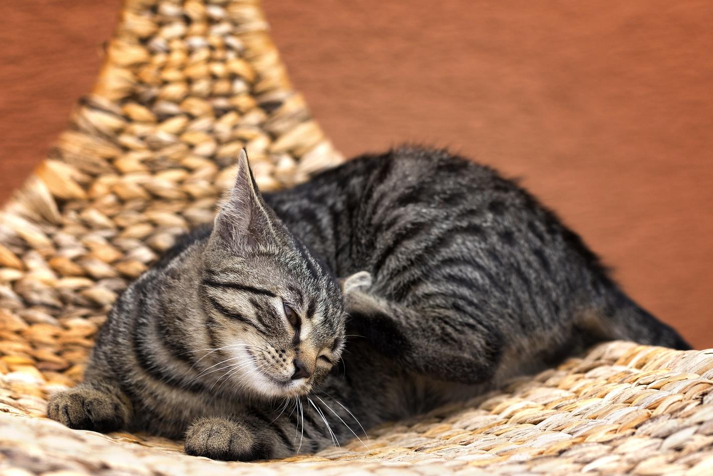 Striped gray cat scratching cat on a wicker chair in garden