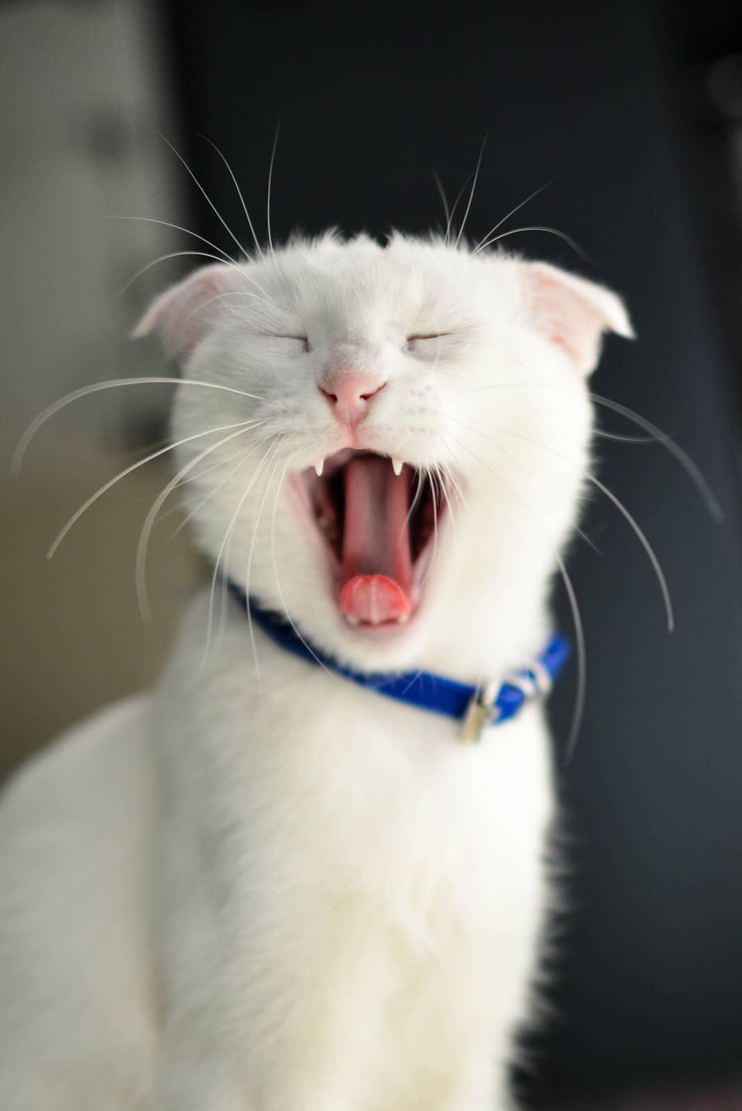 γάτα με κόκκινο τρίχωμα κάθεται πάνω στην αμμοδόχο και κοιτάζει τη φωτογραφική μηχανή.