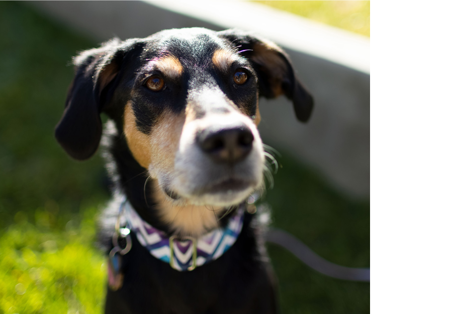 ένας μαύρος σκύλος