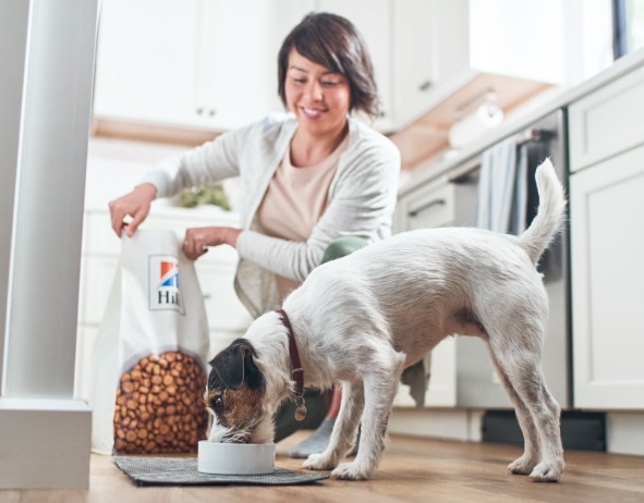 Σκύλος τρώει τροφή για σκύλους Hill's Pet