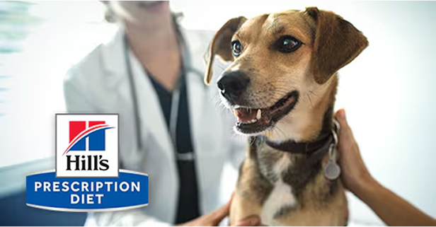 Γάτα σε κτηνιατρείο που χαιρετά τη νοσοκόμα