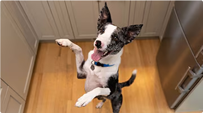 Σκύλος που στέκεται στα πίσω πόδια του