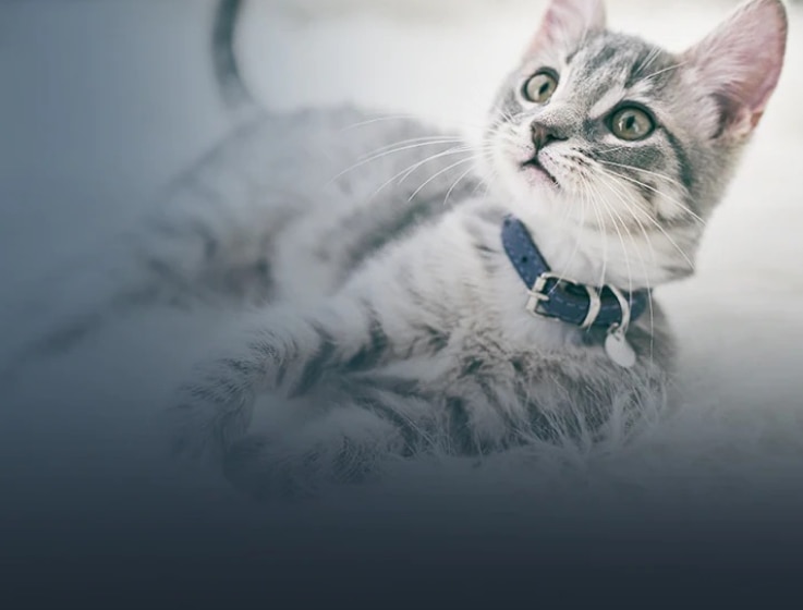 Ένα άσπρο και μαύρο γατάκι ξαπλωμένο με το κεφάλι του ανασηκωμένο