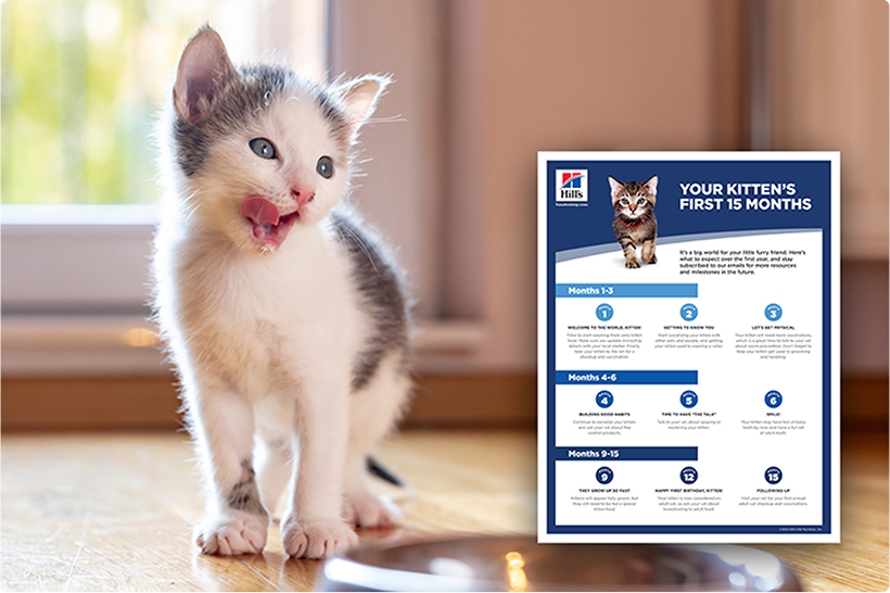 Ένα γατάκι με γκρι και άσπρο χρώμα και ένα ενημερωτικό έντυπο.