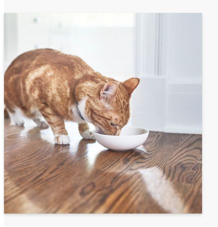 Γάτα τρώει το φαγητό της