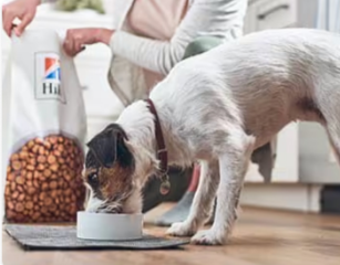 Σκύλος τρώει τροφή για σκύλους Hill's Pet