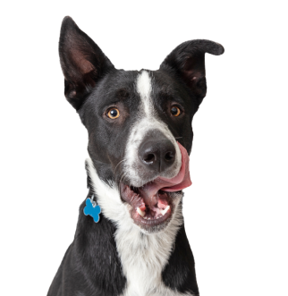 σκύλος γλείφει τα χείλη του