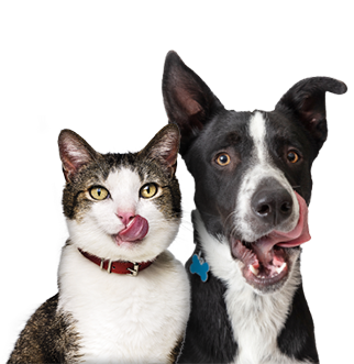 κατοικίδια ζώα