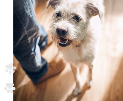 σκύλος τρώει το φαγητό του