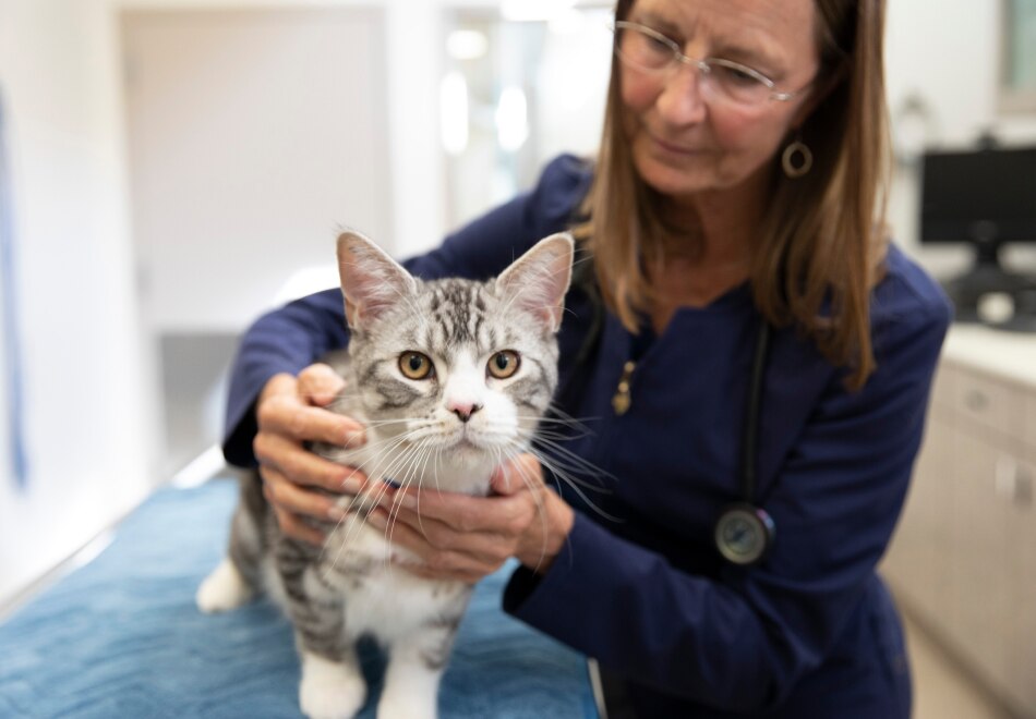 Γάτα με κτηνίατρο