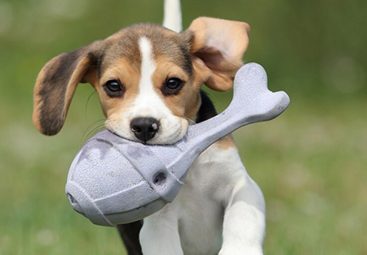 Ένα κουτάβι τρέχει με ένα παιχνίδι στο στόμα του.