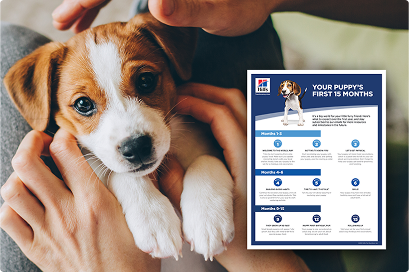 Ένα κουτάβι στην αγκαλιά ενός ατόμου, ένας οδηγός κουταβιών και ένα ενημερωτικό έντυπο