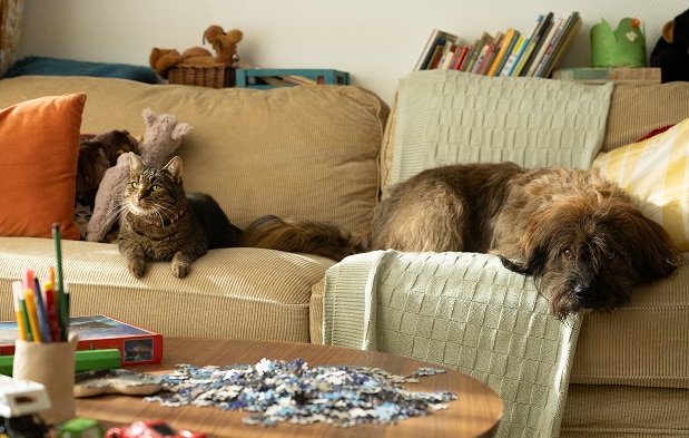  Γάτα και σκύλος χαλαρώνουν σε έναν καναπέ