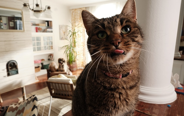 Γάτα περιμένει το φαγητό της