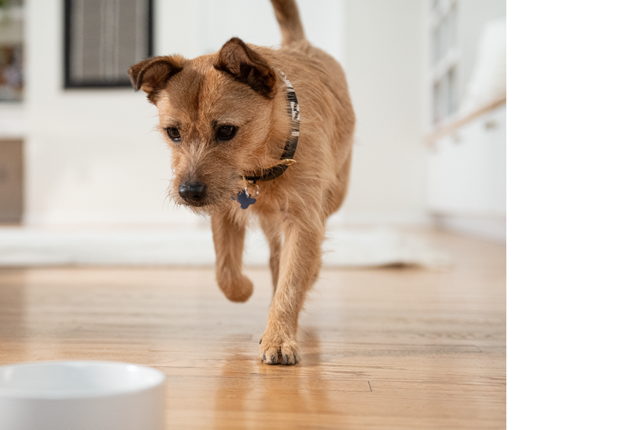 Ένας μικρός καφέ σκύλος τριγυρνάει